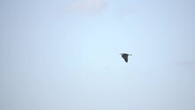 Great Egret Flying In The Sky, Sweden
Slow Motion Shot From Sweden, 2022
