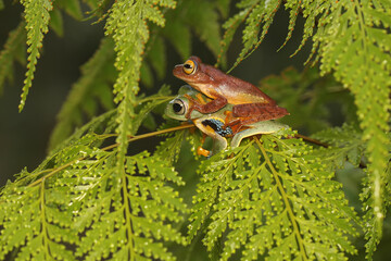 Wall Mural - Two green tree frogs are hunting for prey on a lush fern leaf. This amphibian has the scientific name Rhacophorus reinwardtii.