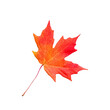 Red orange maple leaf isolated cutout