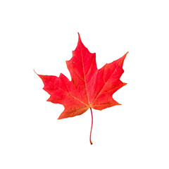red maple leaf isolated cutout