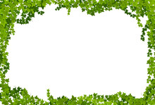 Ivy Lianas Frame With Green Leaves Vector Borders. Climbing Plant Or Creeper Vines With Liana Branches And Green Foliage. Evergreen Hedera Helix Or Garden Ivy Floral Border Rectangular Frame