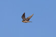 Close view of a  Peregrine Falcon flying, seen in the wild in North California