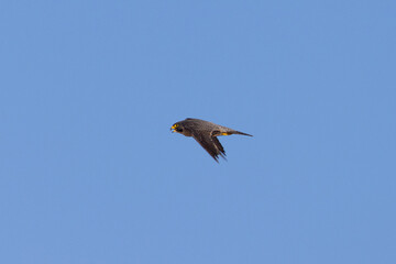 Poster - Close view of a  Peregrine Falcon flying, seen in the wild in North California