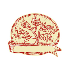 Sticker - Olive Tree Ribbon Oval Etching