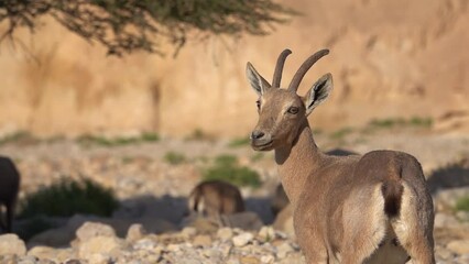 herd of ibex in desert beneath acacia tree close up israel ibex wildlife in the sunner, 2022