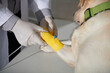 © DragonImages - Veterinarian Applying Yellow Vetwrap