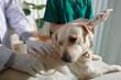 © DragonImages - Veterinarian Examining Labrador Dog