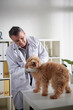 © DragonImages - Doctor Examining Small Dog