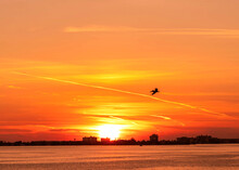 Bird Pelican Flying Sunset Sky Silhouette Beach Ocean Bay Seascape