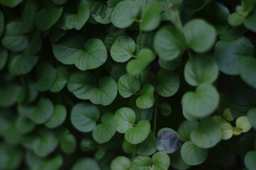 Creeping Jenny Vines Close Up