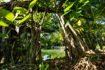 Wall Mural - Very Old Trees and Shady Public Park in Chiang Mai Province