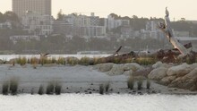 Bird Life On Sandy Island Sanctuary In Silver Blue Waters Of Swan River - Ferry And City In Background. Cormorants Perch, Preen, Fly.  