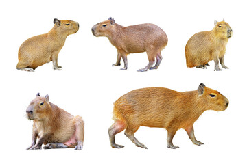 Poster - Set of Capybara isolated on white background.
