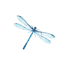 Blue Dragonfly Watercolor Illustracion Isolated On White Background