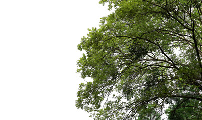 tropical tree leaves and branch foreground
