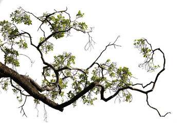 Tropical tree leaves and branch foreground 