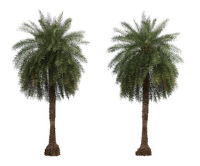 Wall Mural - Phoenix dactylifera palms