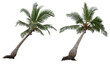 canvas print picture - coconut palm tree