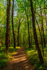 Wall Mural - Path in the green dense summer forest