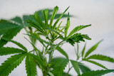 Fototapeta Panele - Cannabis plant leaves on dark color background