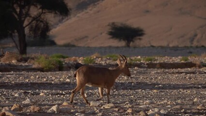 ibex walking in desert landscape with acacia trees in background,israel israel ibex wildlife in the 