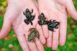 Four small frogs in the hands of a child