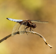 Big Dragonfly On A Branch