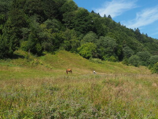 Nature summer horses