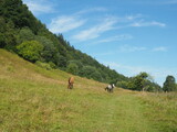 Fototapeta Konie - Nature summer horses