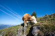 Kuh auf der Weide in Kitzbühel