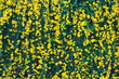 yellow flowers with green leaves on metal fence background, cat's claw, catclaw vine, cat's claw creeper plants