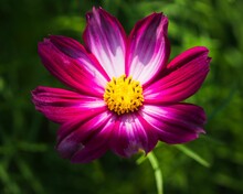 Closeup Of Dark Pink Garden Cosmos Flower On Blur Green Background
