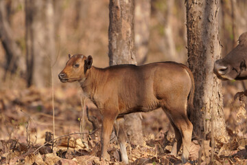 Wall Mural - Baby of Indian bison , Bos gaurus, , Amravati maharashtra india
