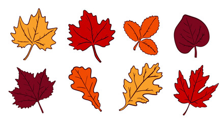 set of red, yellow and orange autumn leaves isolated on white background.
