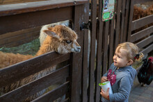 A Child Feeds A Llama On A Farm. Selective Focus.