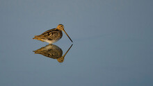 Common Snipe Is In The Water.