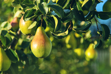 Wall Mural - Pears grow on a tree in the garden. Selective focus.