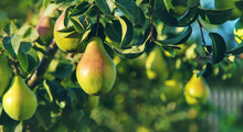 Pears Grow On A Tree In The Garden. Selective Focus.