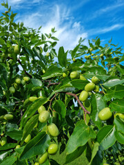 Canvas Print - close up of fruits of a jujube tree