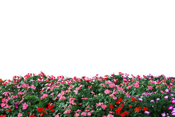 Realistic flowering plants foreground isolated