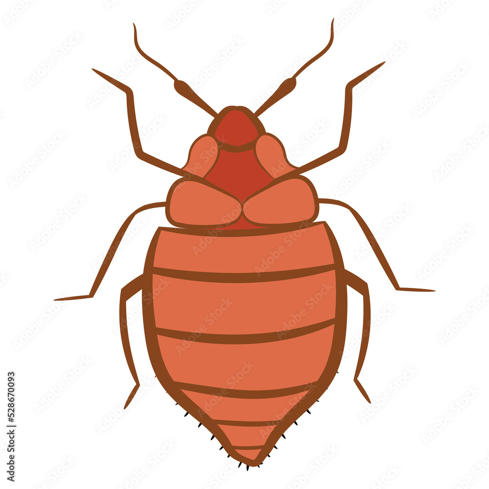 Realistic Bedbug Illustration from top view Stock Illustration | Adobe ...