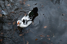 White Black Duck In The Lake. Autumn.