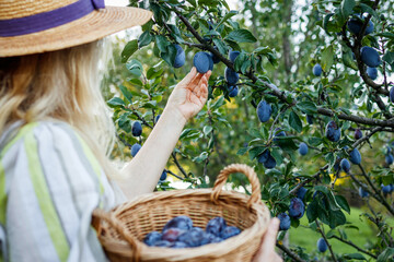 Woman picking plum from fruit tree in organic farm. Autumn harvest