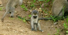 Short Video Shooting In African Nature Small Group Of Vervet Monkeys.