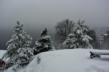 Wall Mural - Forest in the snow, winter time