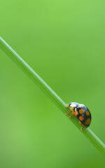 ladybug on green leaf