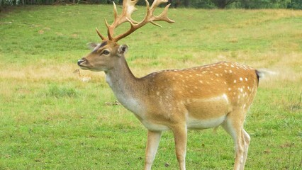 fallow deer (dama dama) buck with big horns eating lush green grass, sunny day, wildlife concept, cl