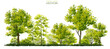 Vector watercolor of tree side view isolated on white background for landscape and architecture drawing, elements for environment and garden,botanical with grass for section