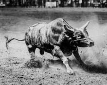 A Bull After The Battle
