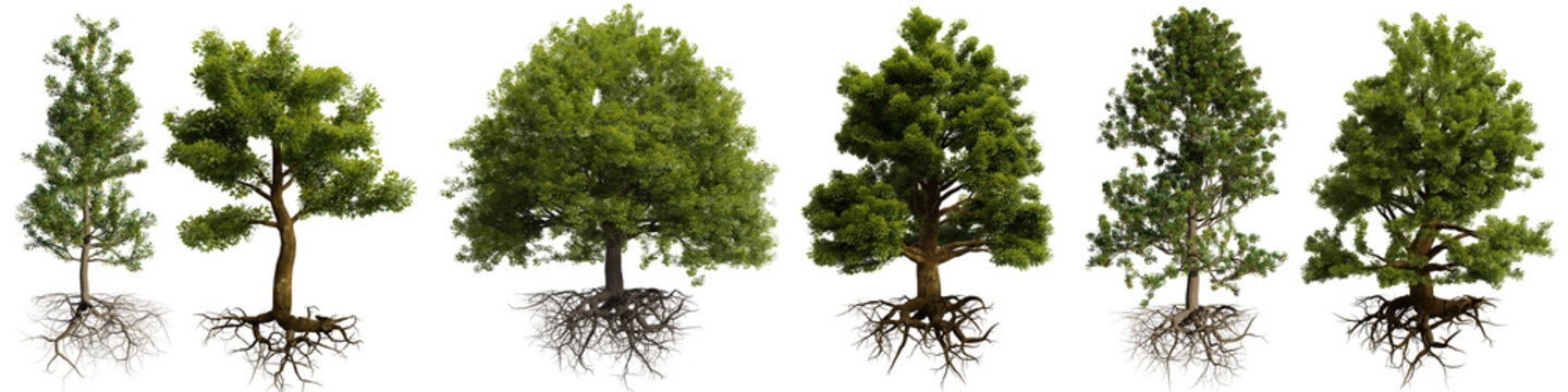 trees with roots isolated 
